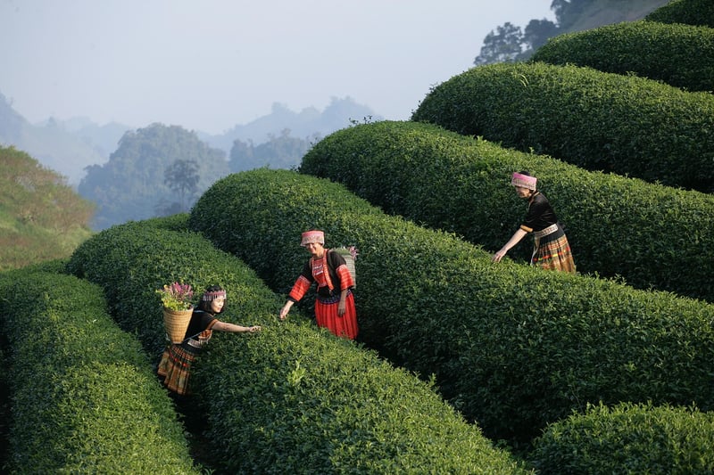 Exotic culinary experiences